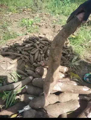 Fresh cassava 