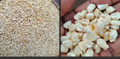  Local maize 