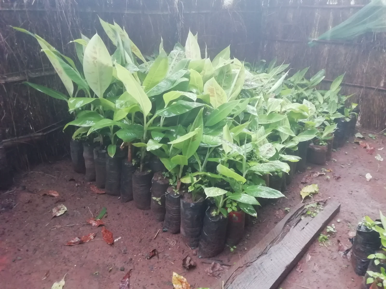 Banana Potted Suckers  — image 2